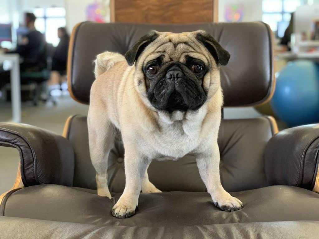 A daily account of life at Fox&Co. from the perspective of Harley, our beloved office pug.
